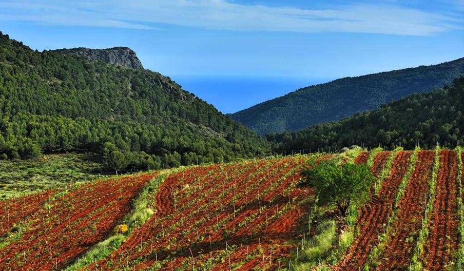 Bodega Viñas Altas