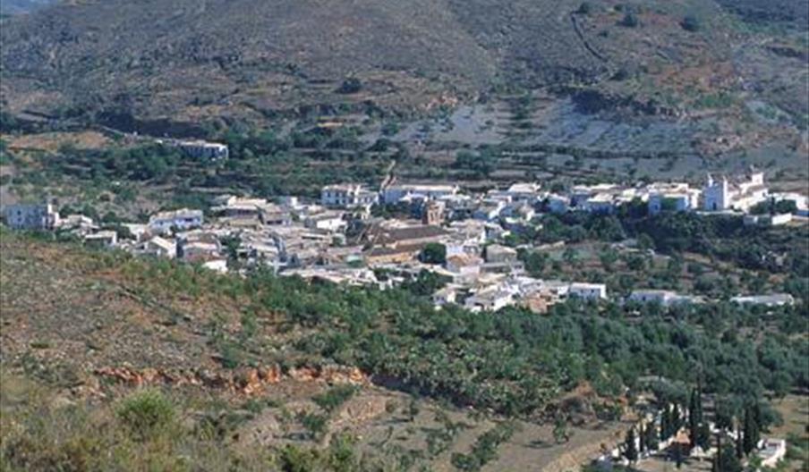 Turón
