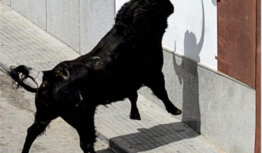 Toro del Aleluya