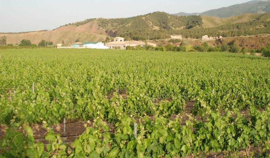 Finca Onegar