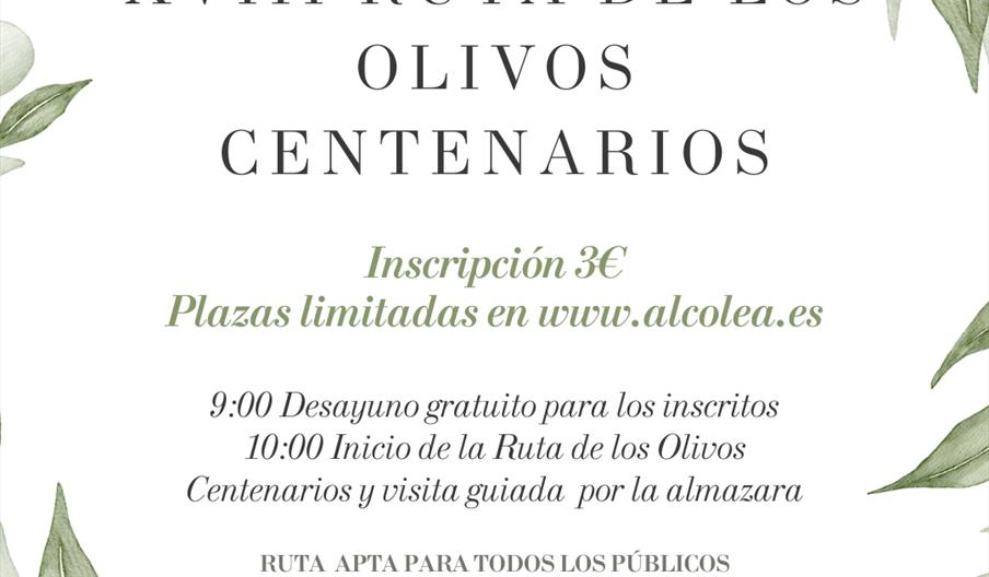 RUTA OLIVOS centenarios Alcolea