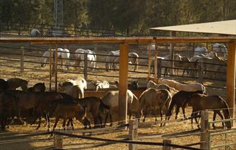 Pensión Rancho La Paz