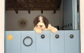 Aceptamos a tu mascota
