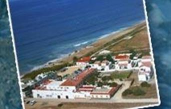 Palmera