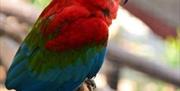 Parque Ornitológico Loro Sexi
