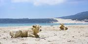 Playa de Bolonia, Tarifa, Cádiz