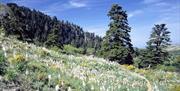 Sierra de las Nieves