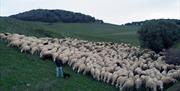 Los Alcornocales