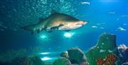 Acuario de Almuñécar