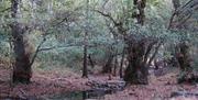 Parque Natural de Despeñaperros