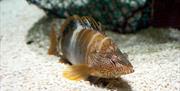 Acuario de Almuñécar