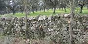 Parque Natural Sierra de Cardeña y Montoro
