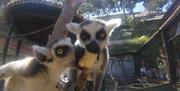 Parque Ornitológico Loro Sexi