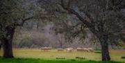 Cortijo