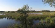 Marismas de Doñana