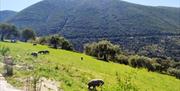 Estampa de la dehesa